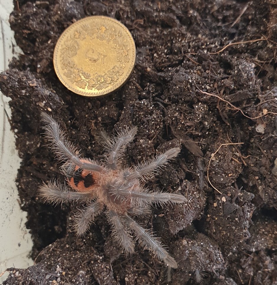 Pamphobeteus SP Mascara фото