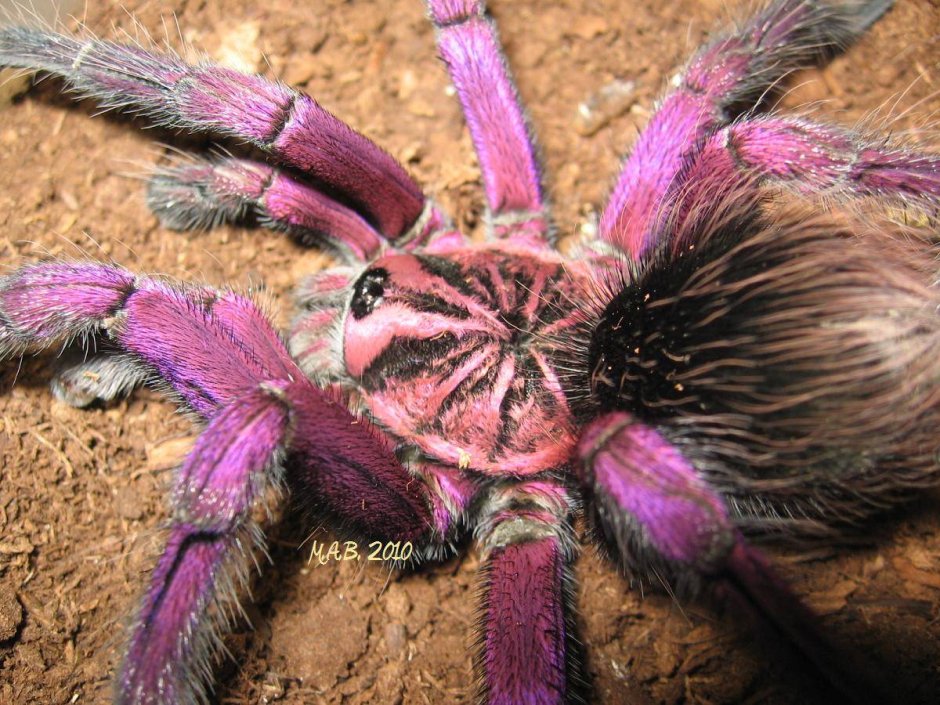 Pamphobeteus Nigricolor