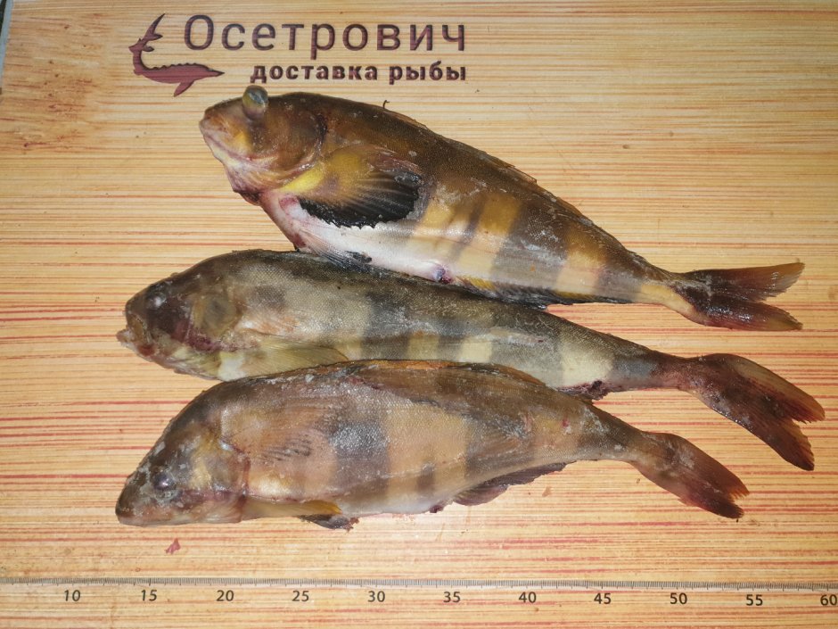 Терпуг морской