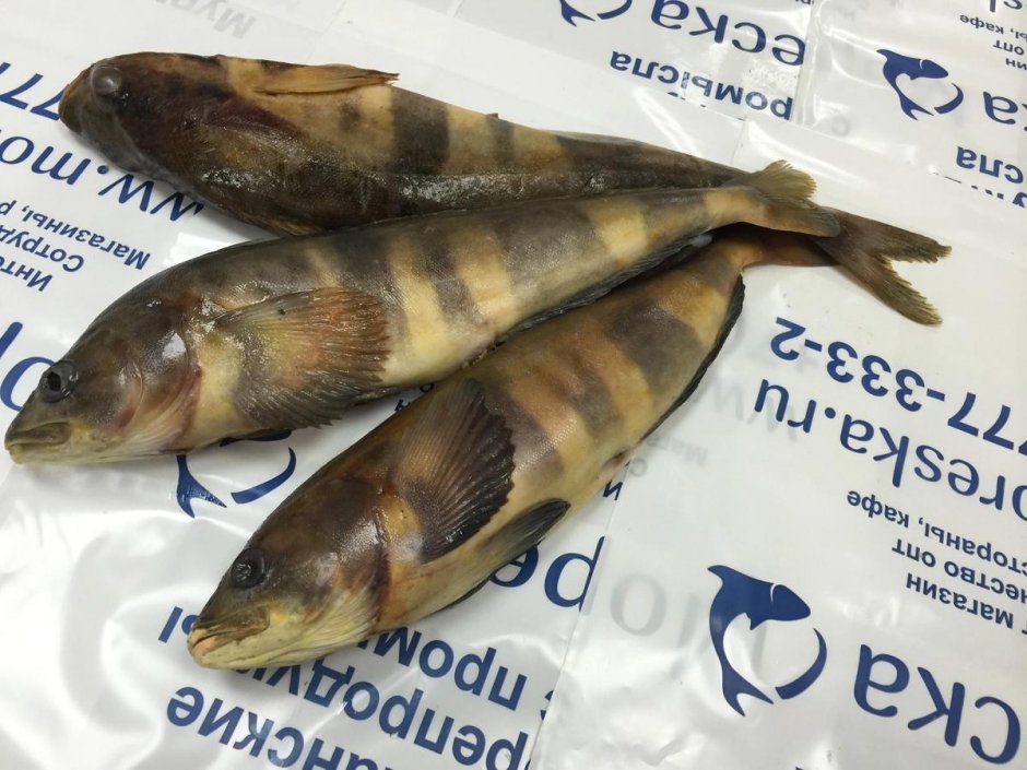 Иржик готовит рыбу