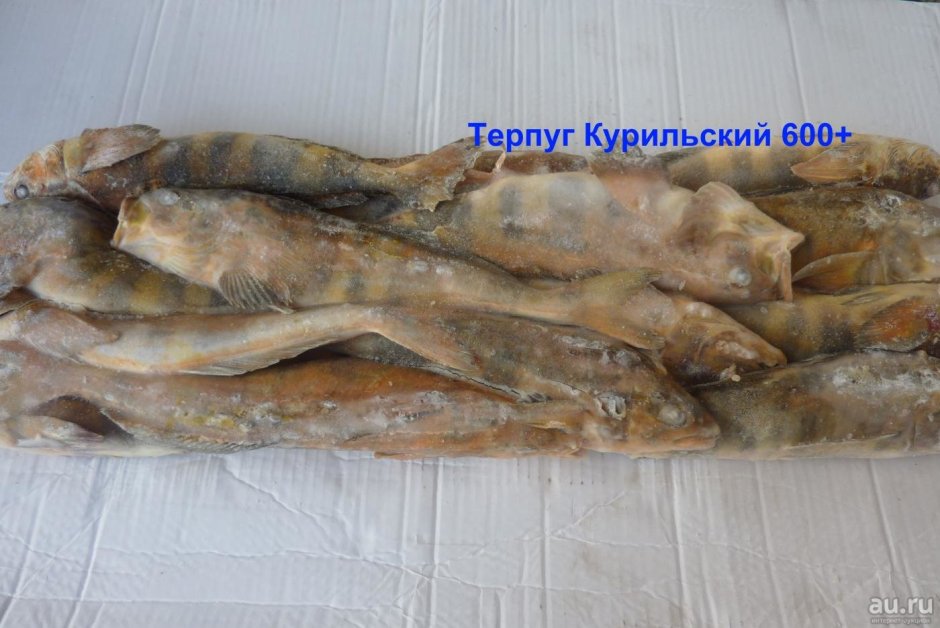 Рыба Курильский терпуг