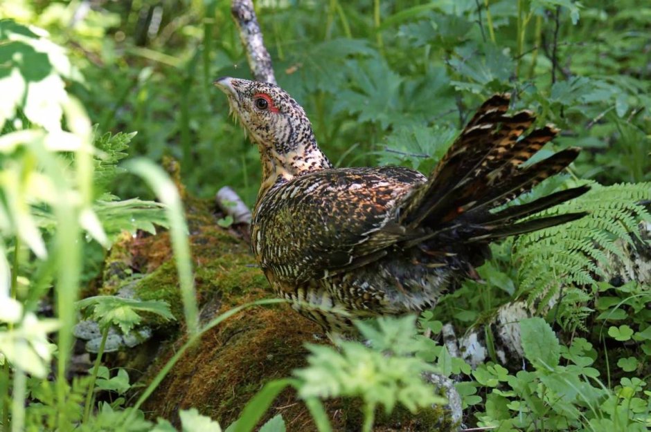 Глухарь (Tetrao urogallus)