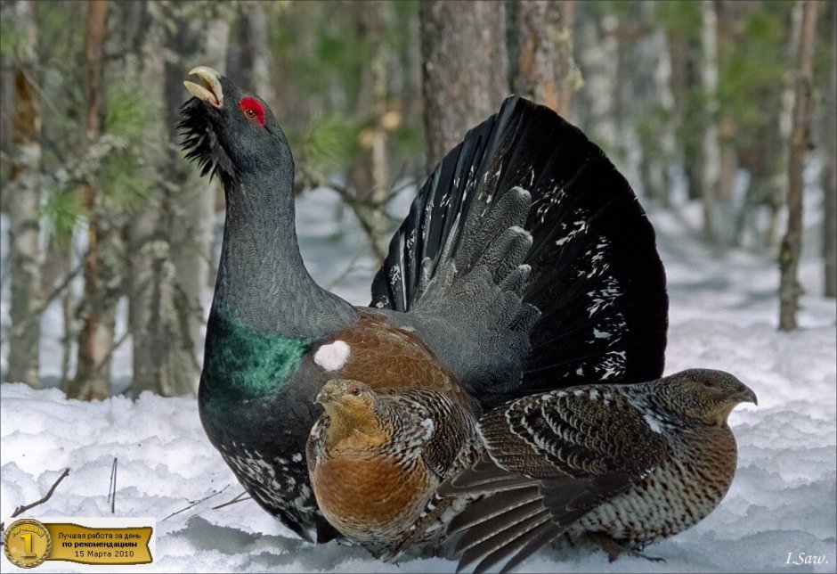 Глухарь (Tetrao urogallus)