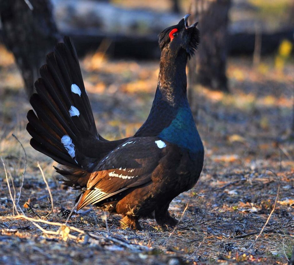 Глухарь (Tetrao urogallus)