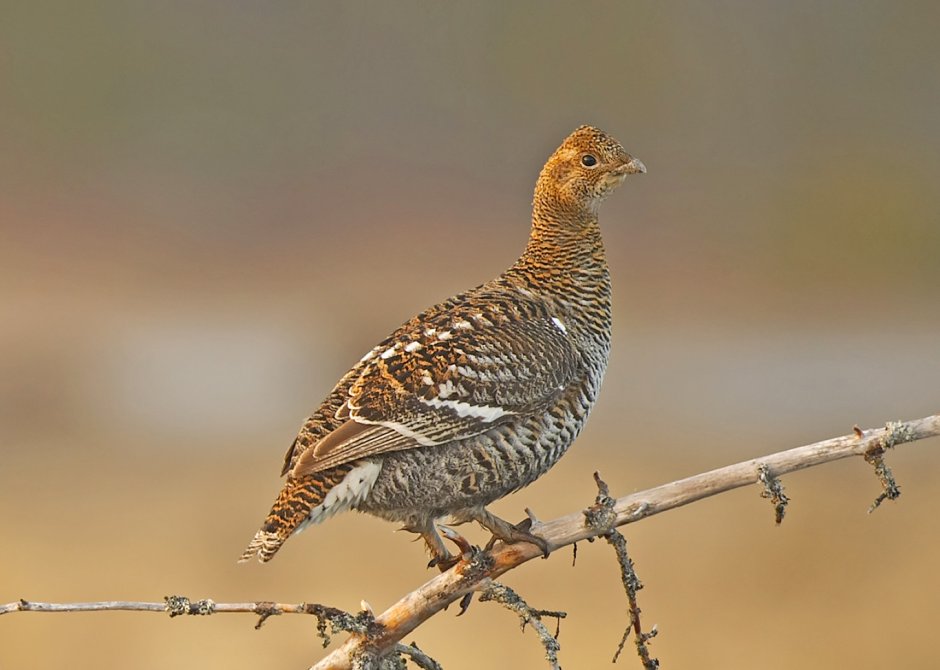 Глухарь и Капалуха