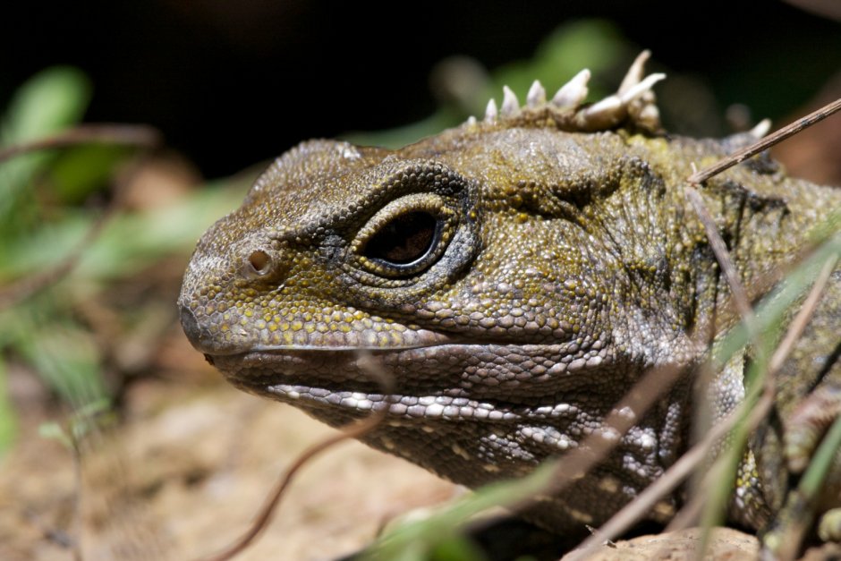 Tuatara ящерица