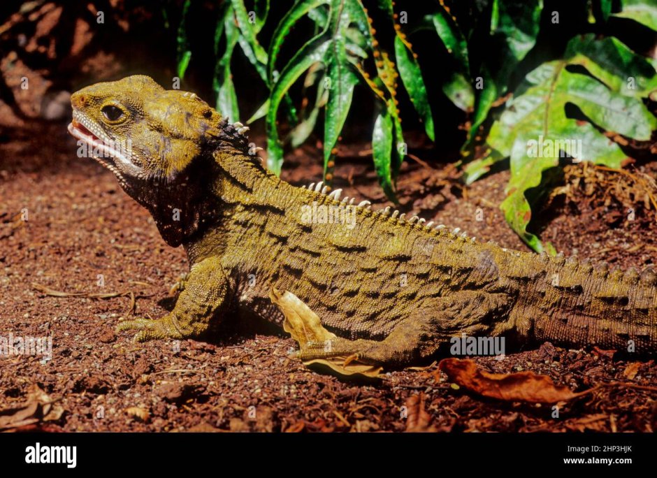 Гаттерия (туатара), Sphenodon punctatus