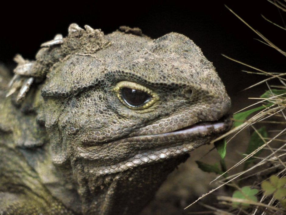 Гаттерия (туатара), Sphenodon punctatus