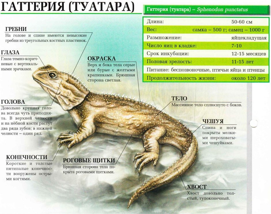 Ящерица агама милая