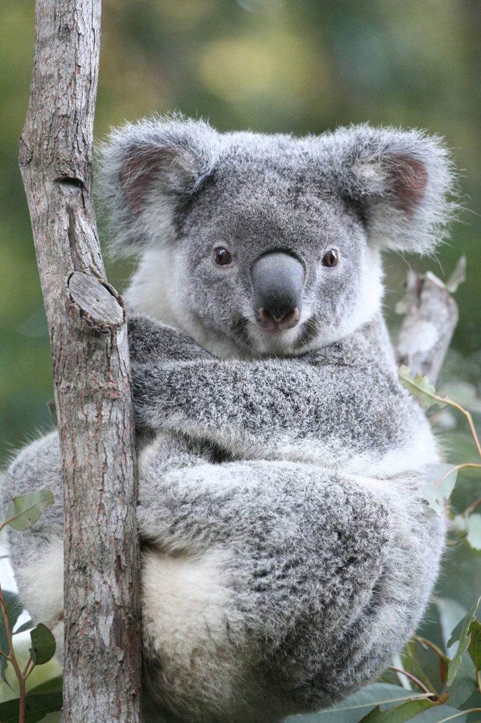 Коала в Африке
