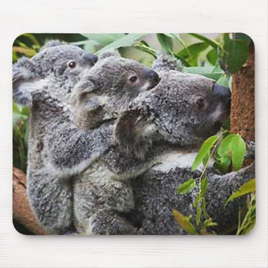 Коала со спины
