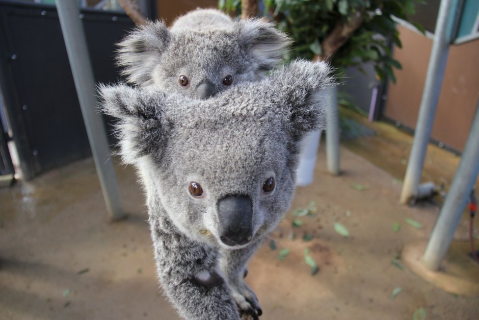 Коала домашняя