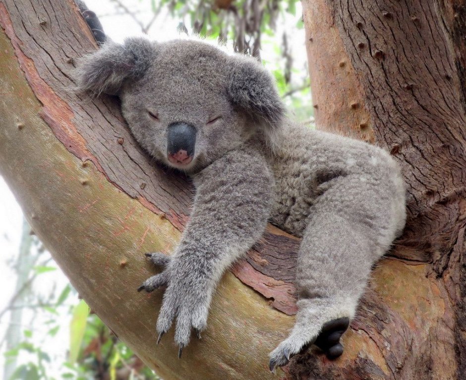 Коала спит