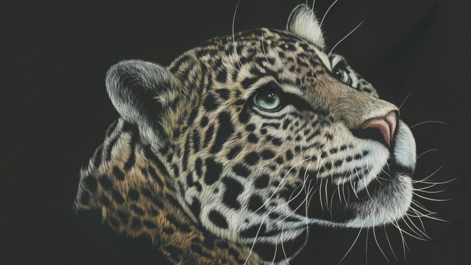 Пантер/ Panther avcngcrs