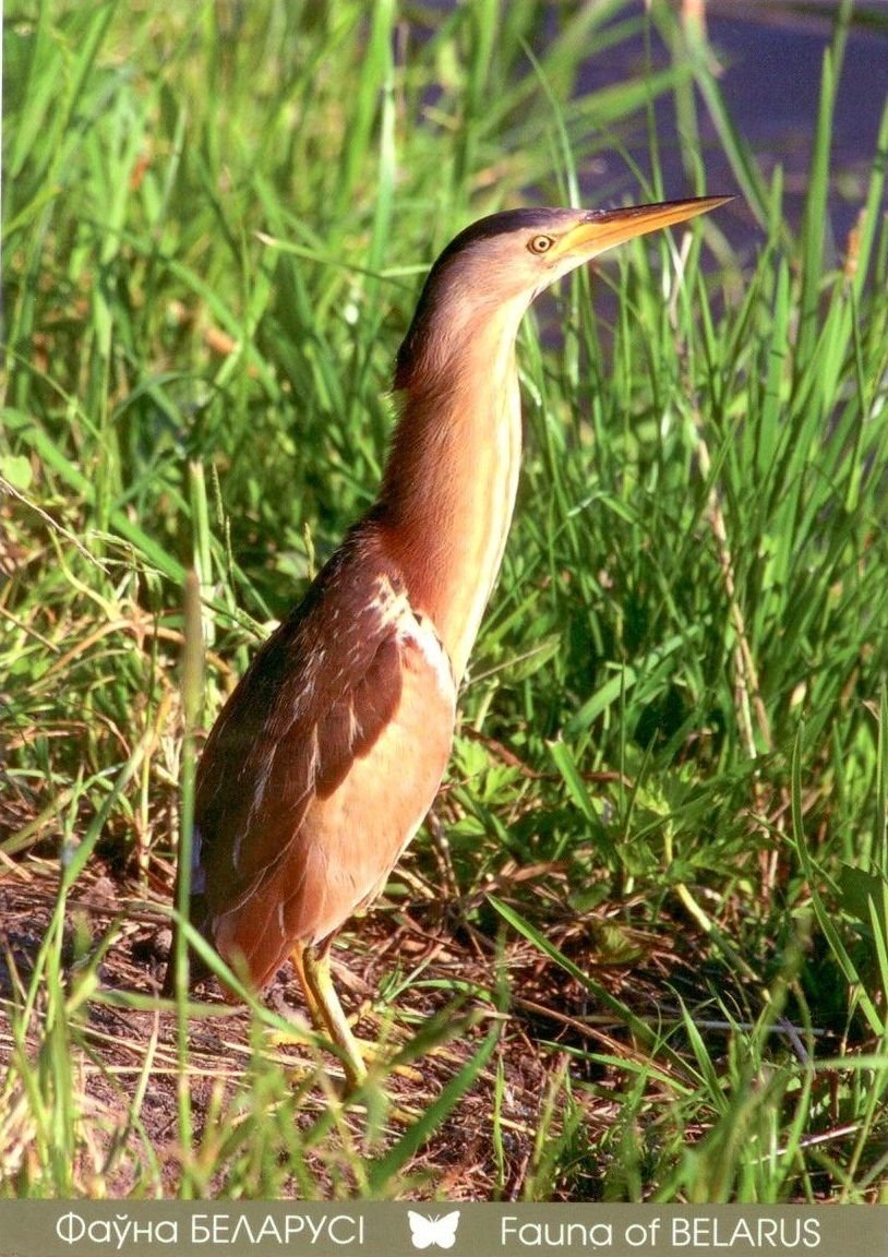Флора и фауна Беларуси