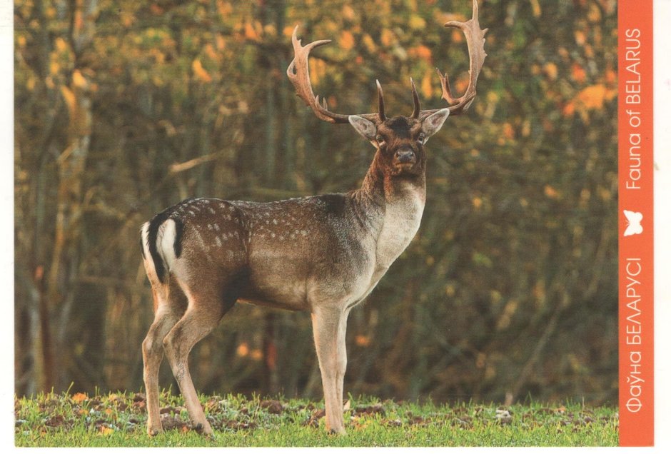 Флора и фауна Белоруссии