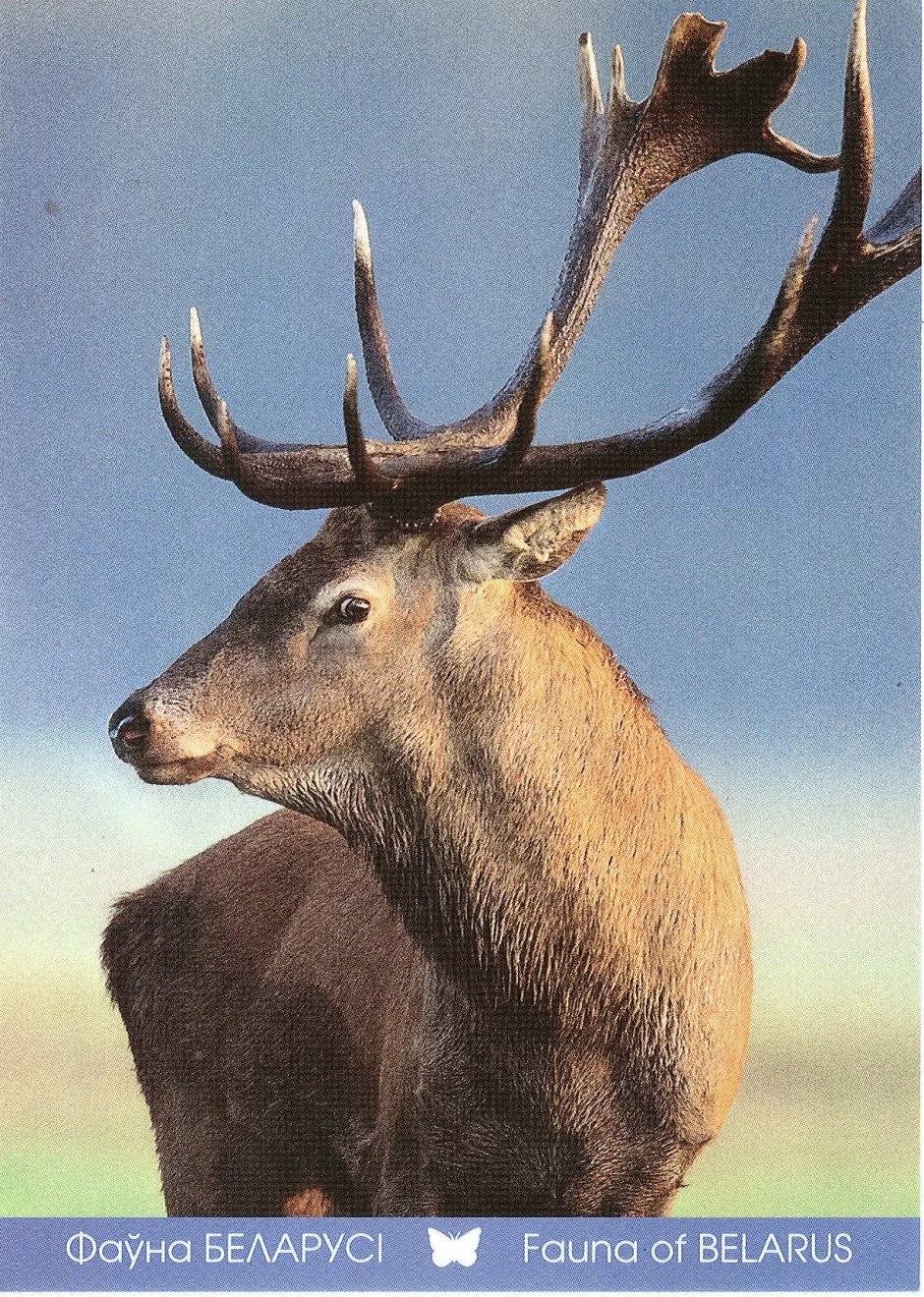 Открытки серии фауна Беларуси