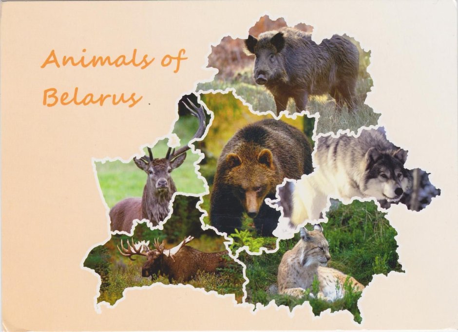 Животный мир Беларуси карта