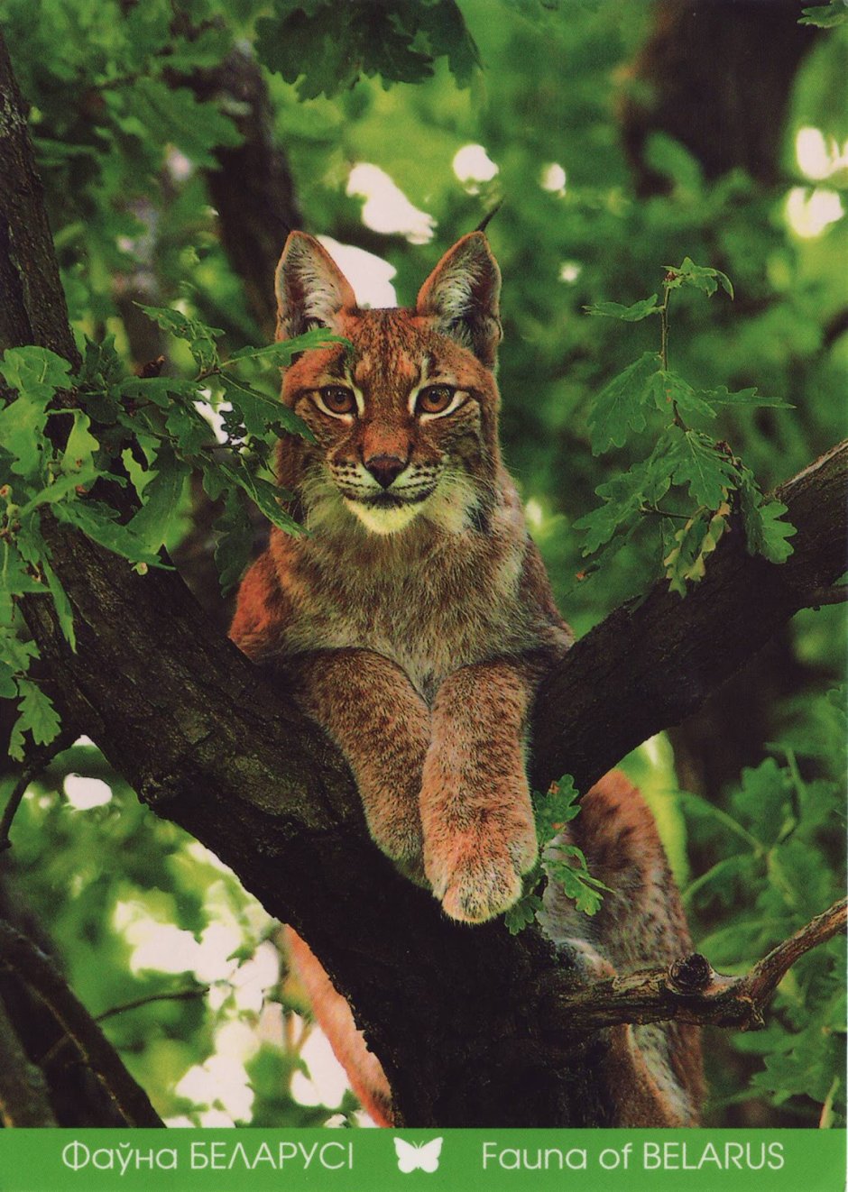 Белорусская Рысь