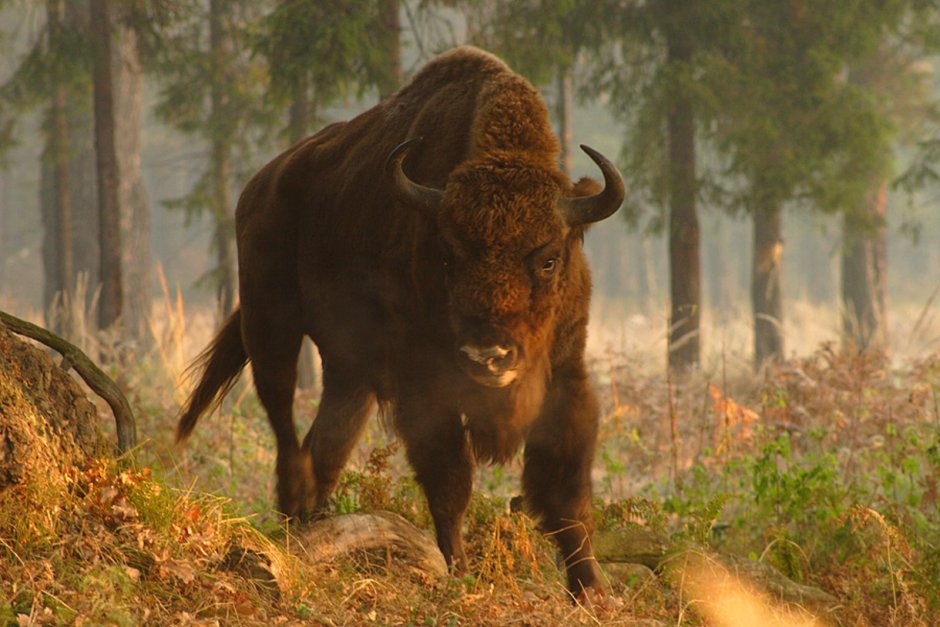 ЗУБР Bison bonasus