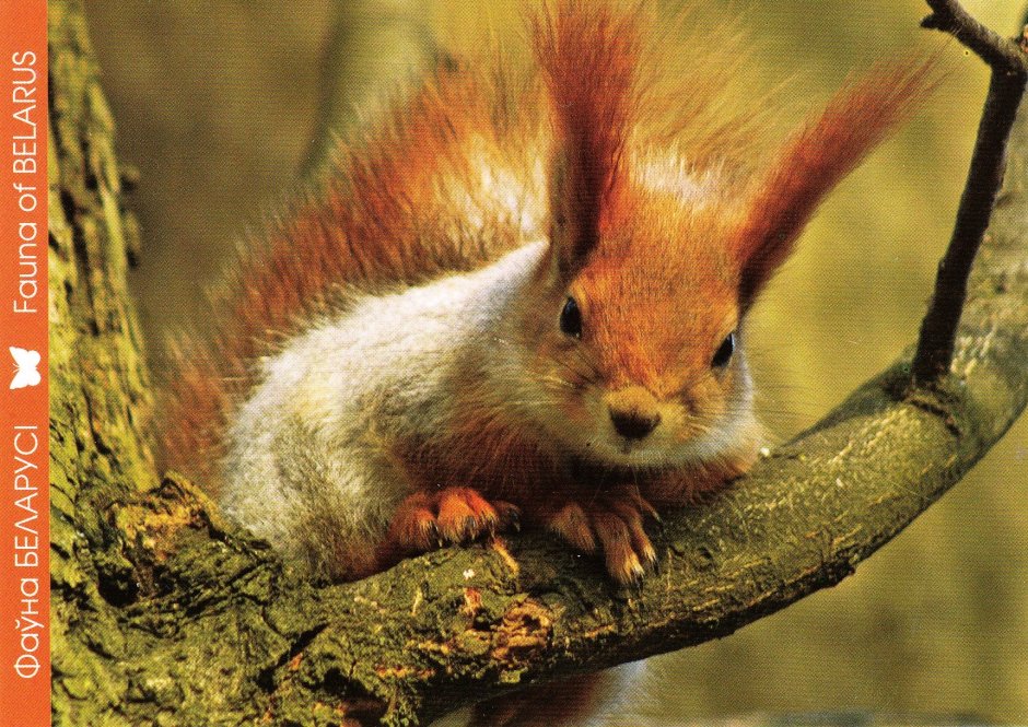 Флора и фауна Беларуси