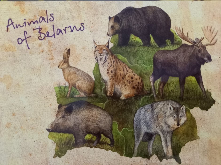 Животный мир Беларуси