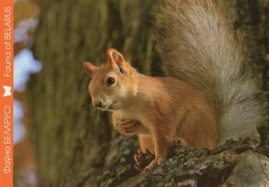 Flora and fauna of Belarus
