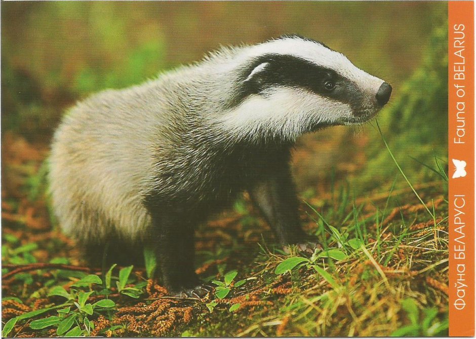 Животный мир Белоруссии