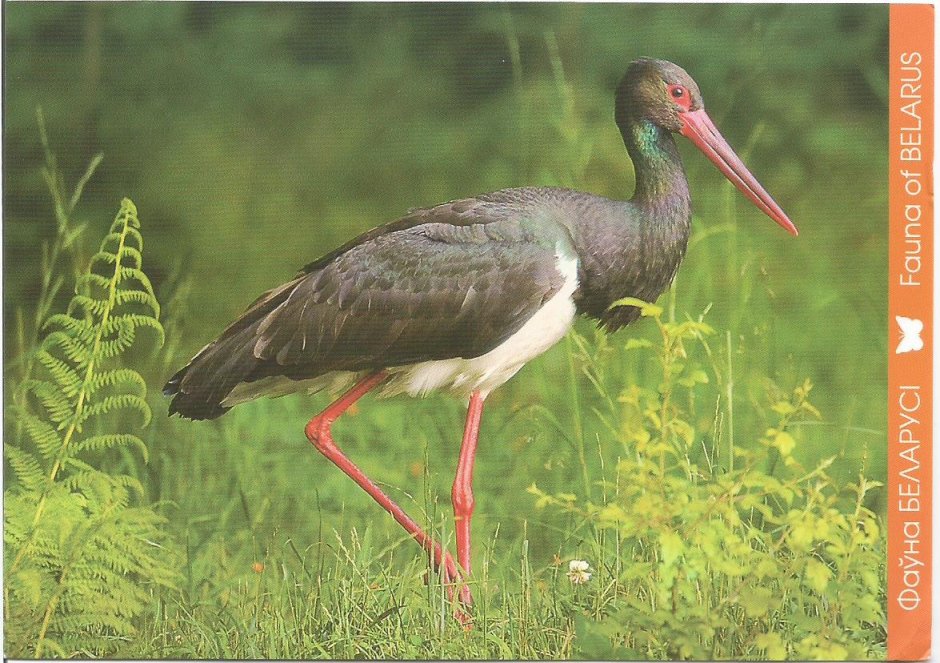 Фауна Белоруссии