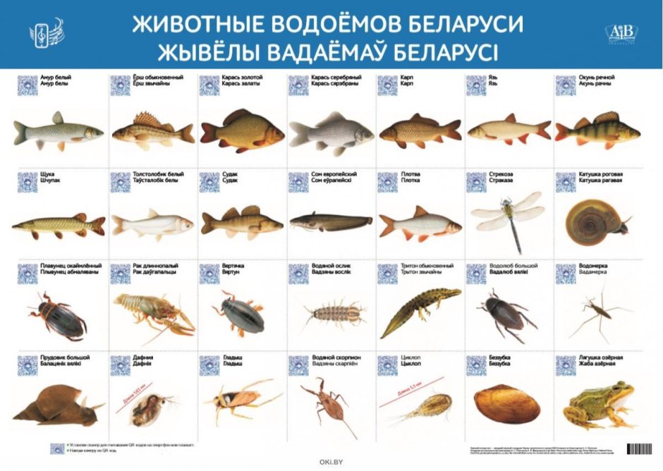 Заяц в траве