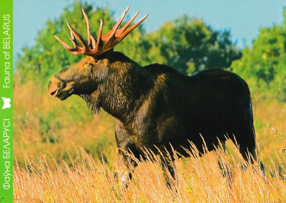 Открытки серии фауна Беларуси