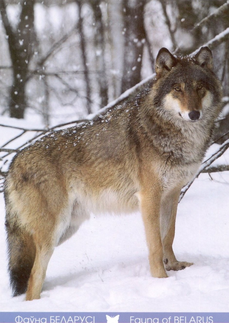 Фауна Белоруссии