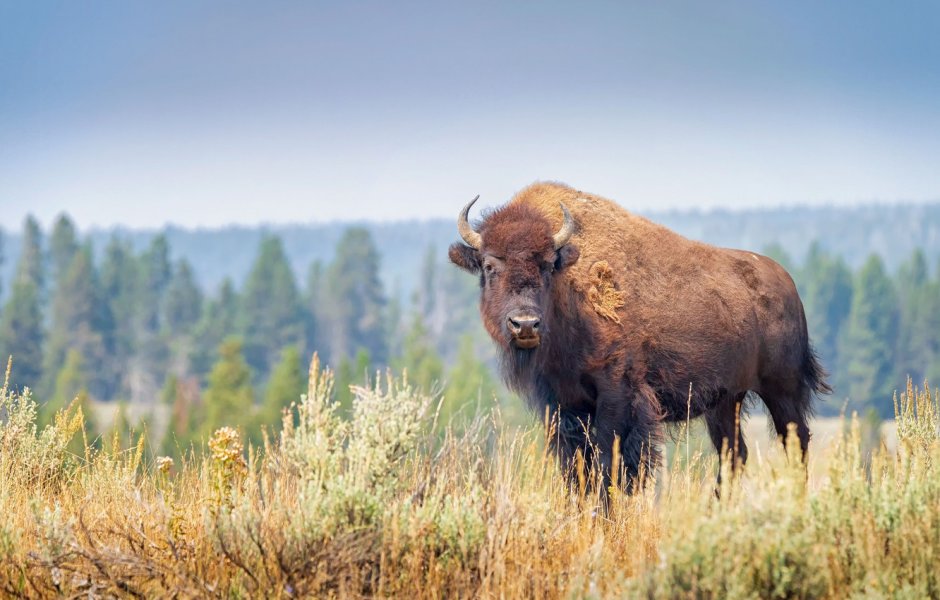 Беловежская пуща зубры