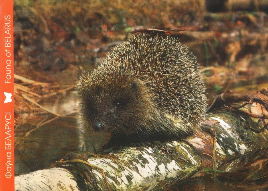Животные Беларуси