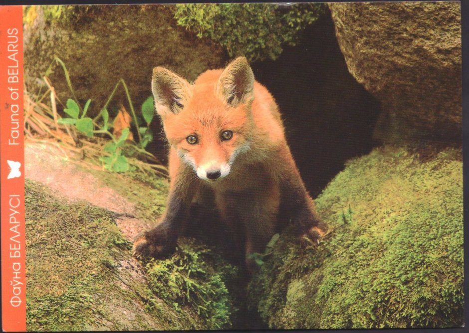 Флора и фауна Беларуси