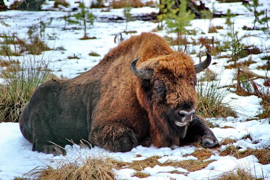Животные водоёмов названия