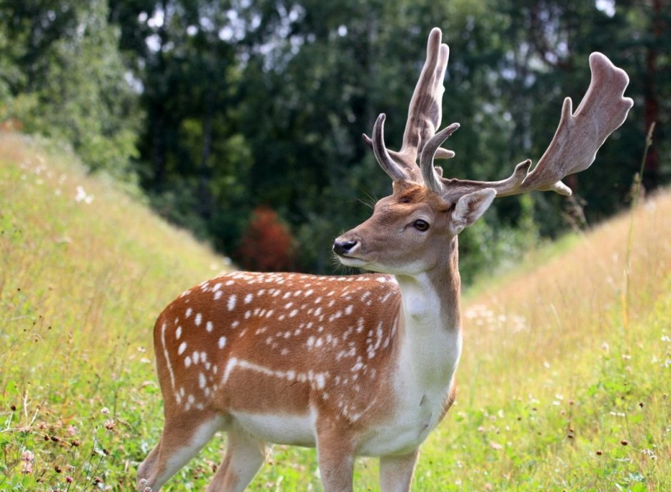 Белохвостый олень альбинос