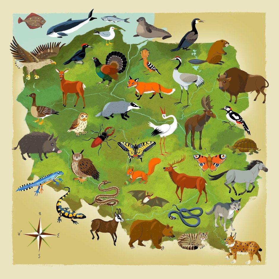 Беловежская пуща природа Аисты