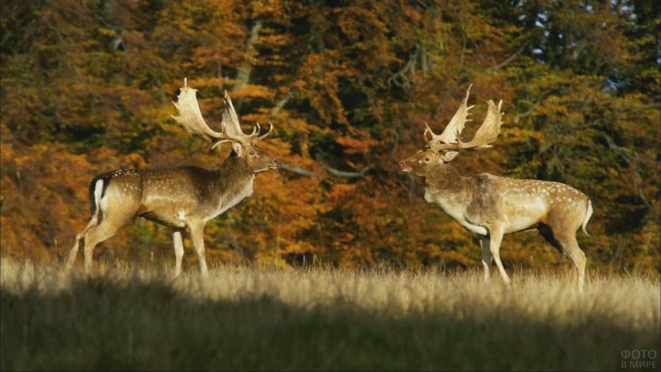 Европейская Лань Беловежская пуща
