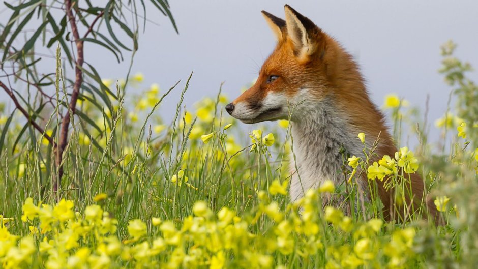 Уссурийская Тайга пятнистый олень