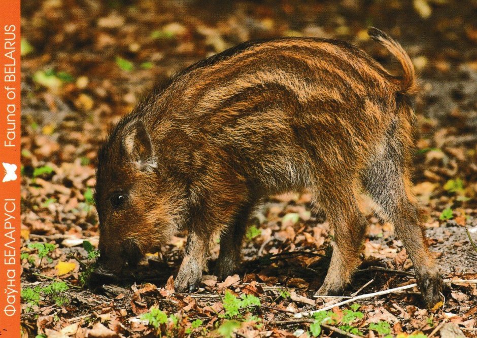 Серый заяц-Русак
