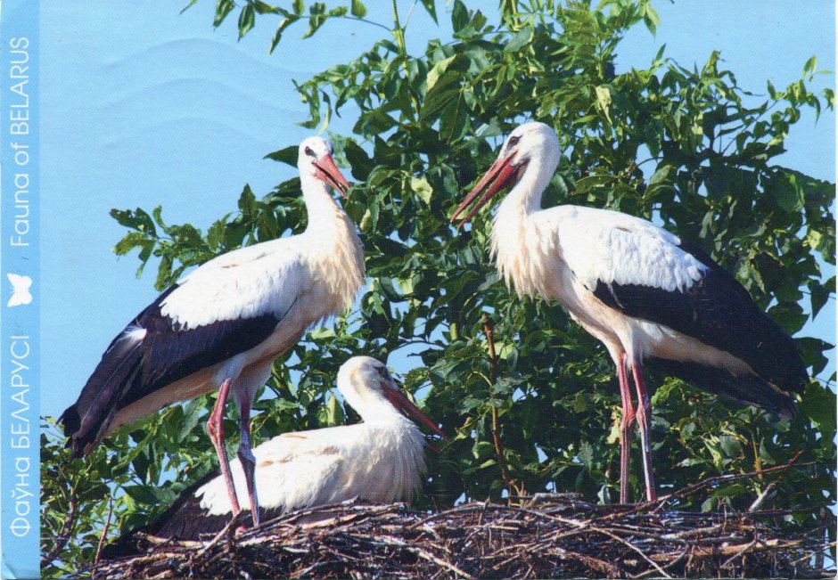 Лесной олень пятнистый