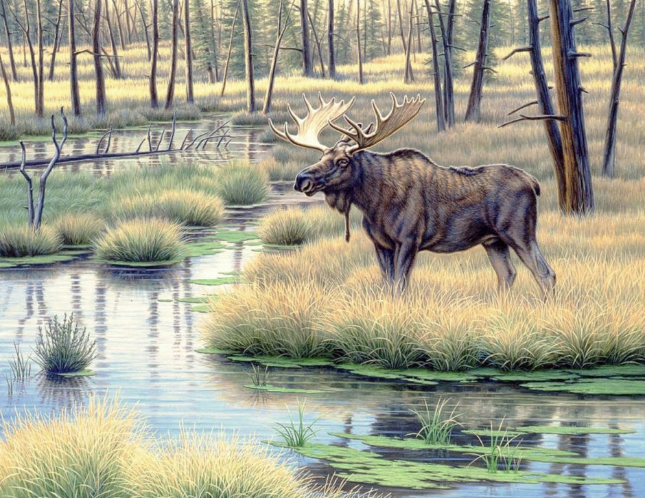 Животные тайги белка