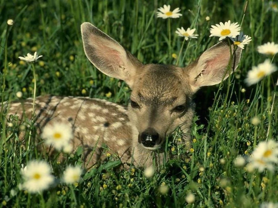 Млекопитающие белка