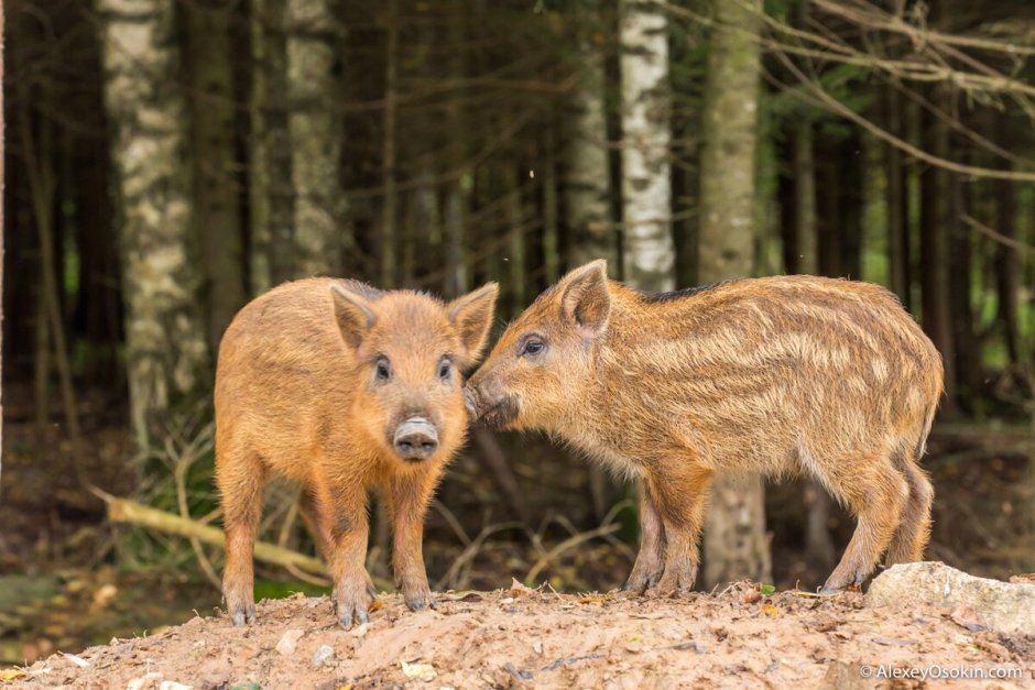 Лазовский заповедник пятнистый олень