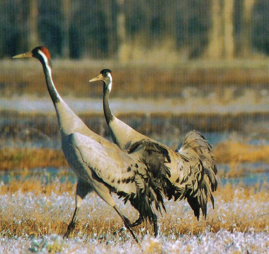 Карта животных для детей