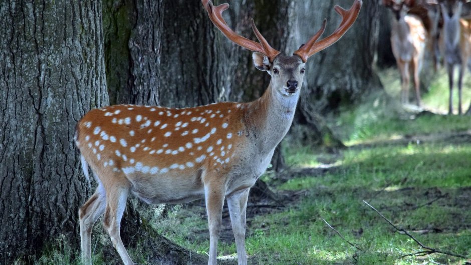 Лиса, волк, заяц, ёж, медведь, белка