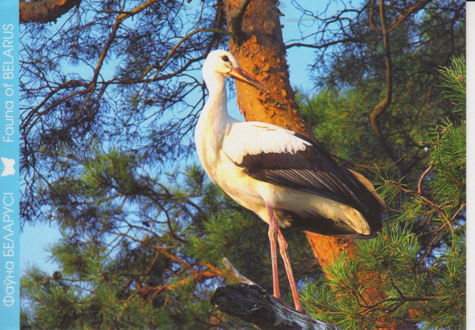 Флора и фауна Белоруссии