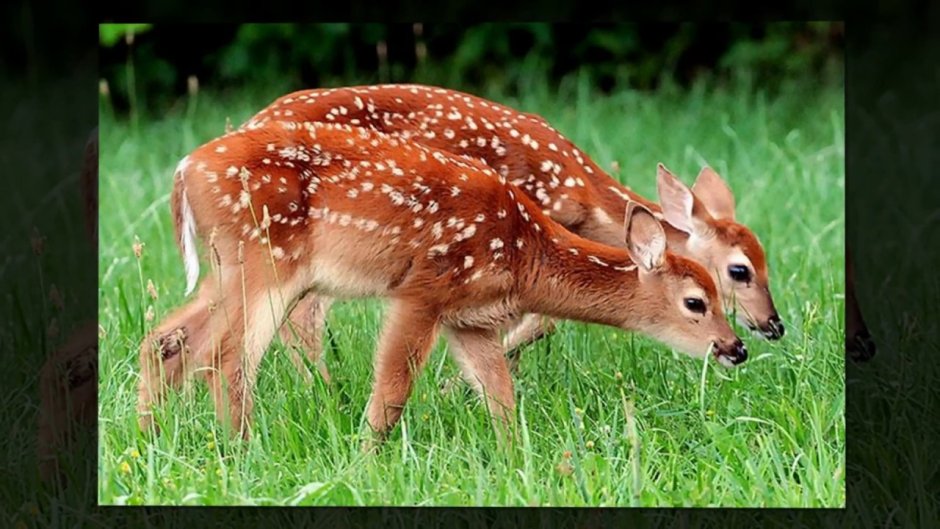 Кабанята Ленинградской области