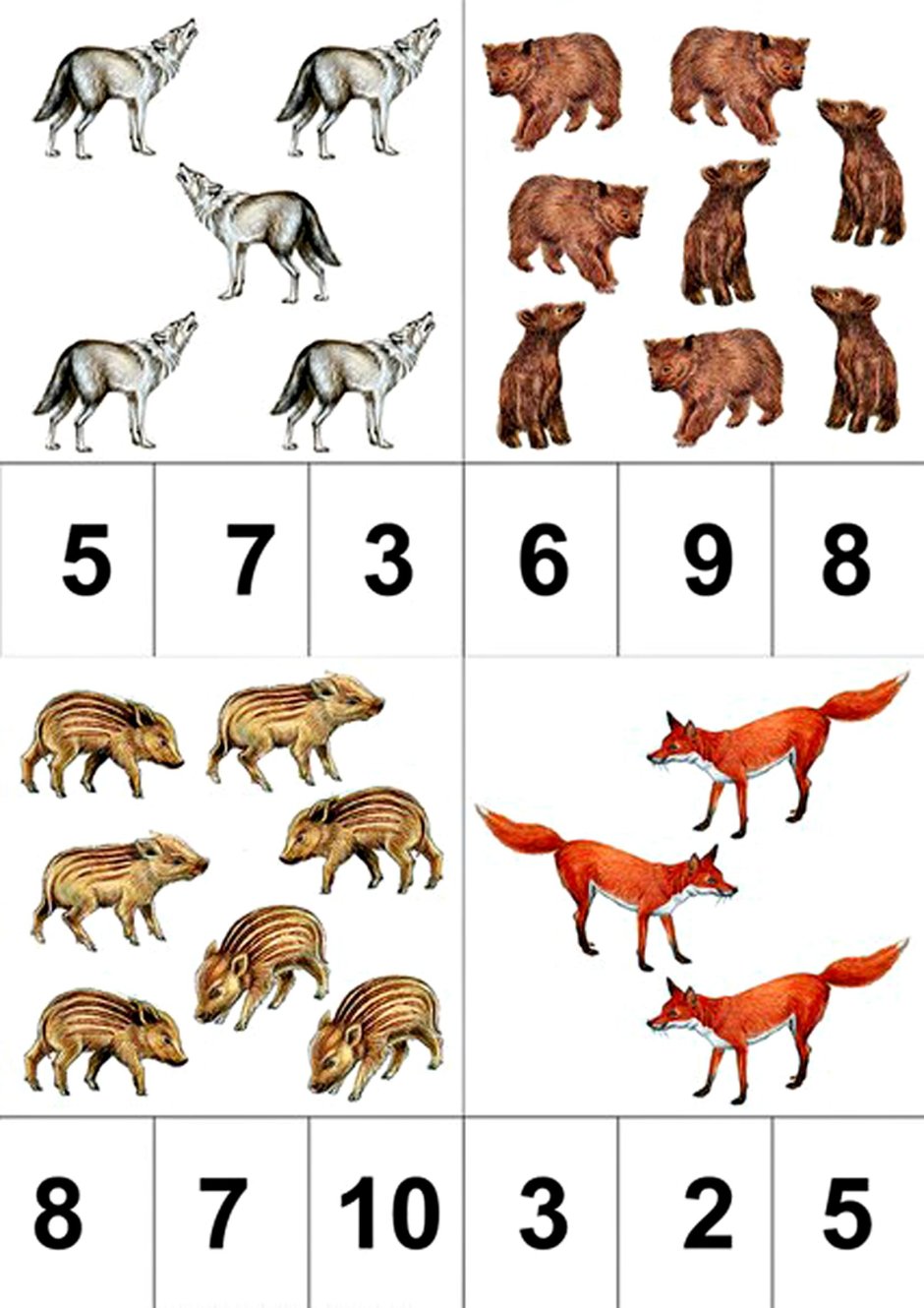 Беловежская пуща зубры